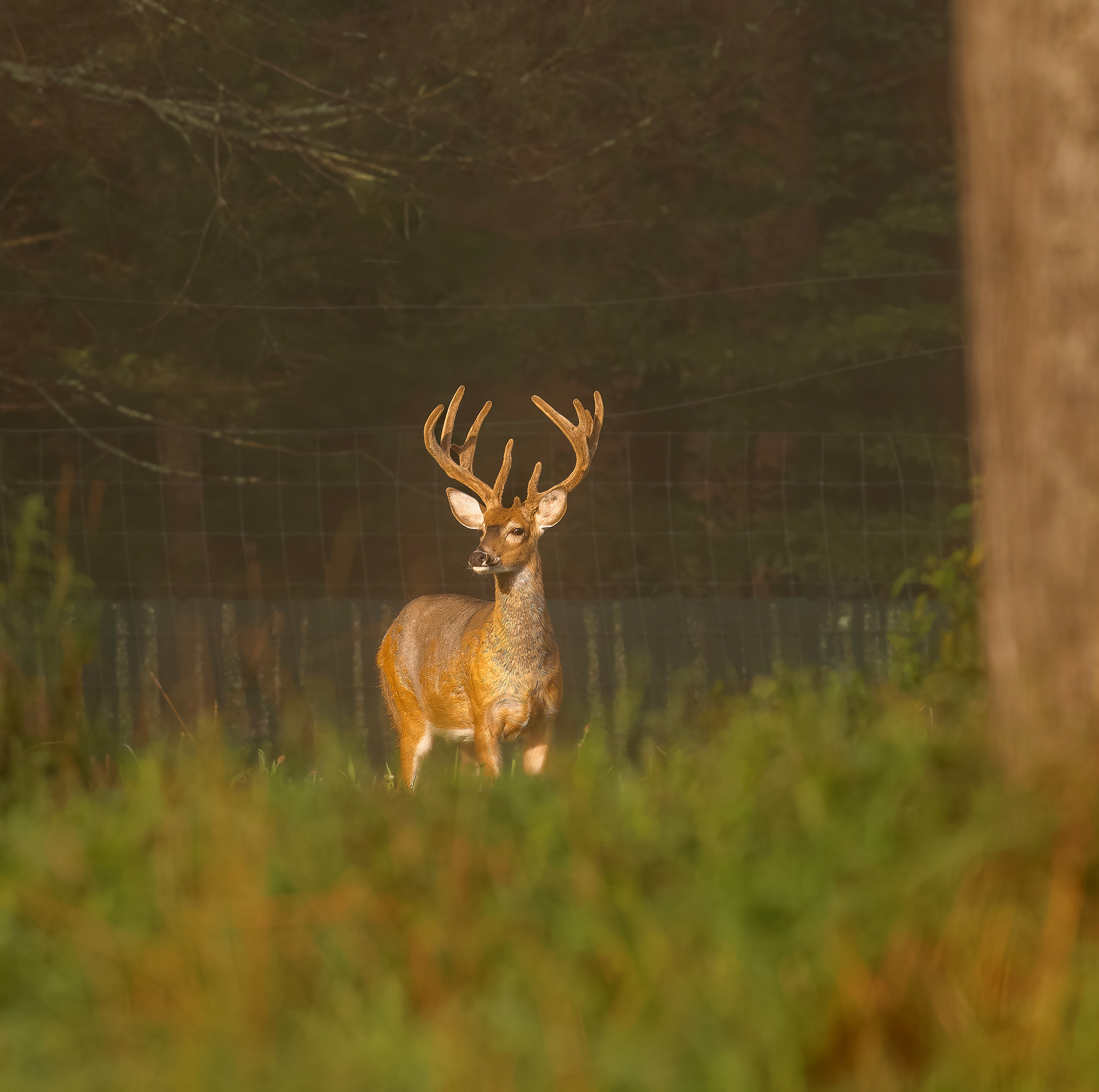 Precision in Livestock Care Calculating Dosages and the Vital Role of